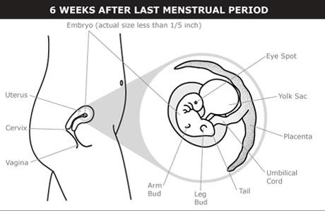 What Happens At 2 Months Of Pregnancy 8 Weeks Pregnant