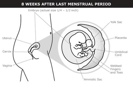 Que Sucede En El 2ndo Mes De Embarazo 8 Semanas De Embarazo