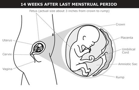 What Happens At 4 Months Of Pregnancy 16 Weeks Pregnant