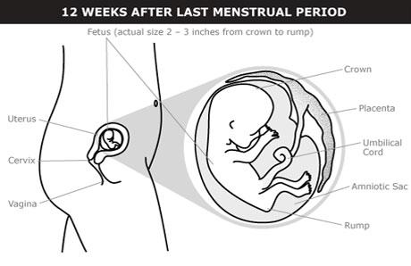 After birth pregnant three months Postpartum Period