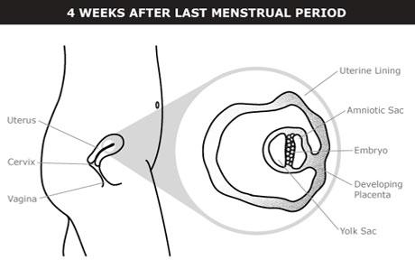 By pregnancy week week Pregnancy week